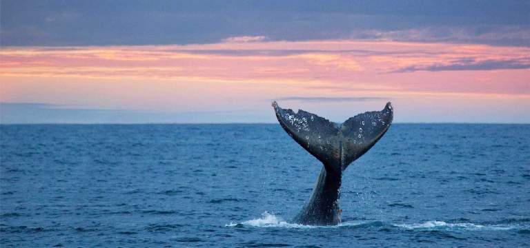 北美旅游快報(bào)